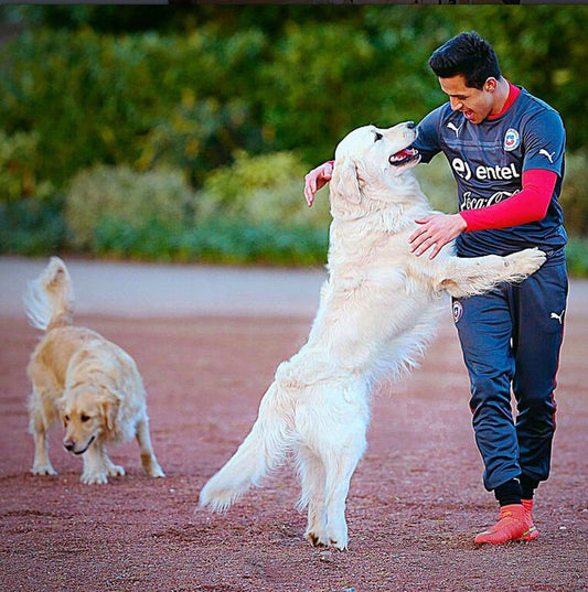 Pourquoi la famille a-t-elle besoin d'un chien ayant un collier de dressage